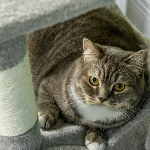 PawHut Tall Cat Tree for Indoor Cats, 56" Multi-Level Cat Tower with Hammock, Cat Bed, Cat Condo with Sisal Scratching Posts, Grey