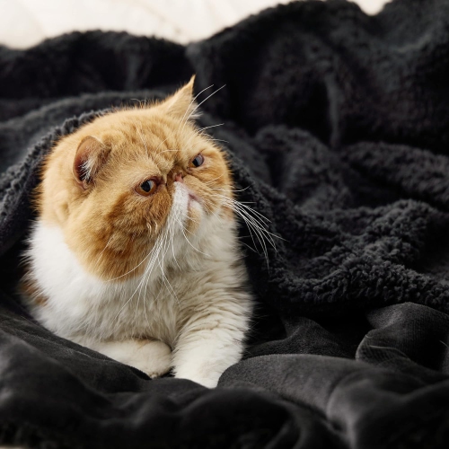 Bedsure Sherpa Fleece Throw Blanket for Couch - Thick and Warm Blankets, Soft and Fuzzy Throw Blanket for Sofa, Black, 50x60 Inches