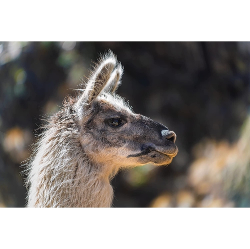 Tamron 35-150mm f/2-2.8 Di III vxd Lens for Sony E