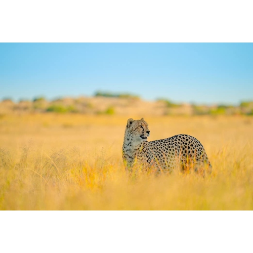 Tamron 150-500mm f/5-6.7 Di III VXD Lens for Sony