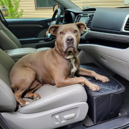 Car accessories for clearance dogs