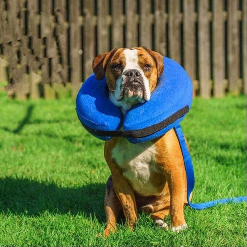 Soft Inflatable Dog Collar - Adjustable Pet Recovery Cone for Medium Dogs -  Washable Dog Donut Collar - Anti-Licking Wounds - No Vision Blockage - Blue  - Size M