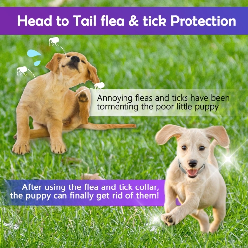 Dog collar outlet flea protection