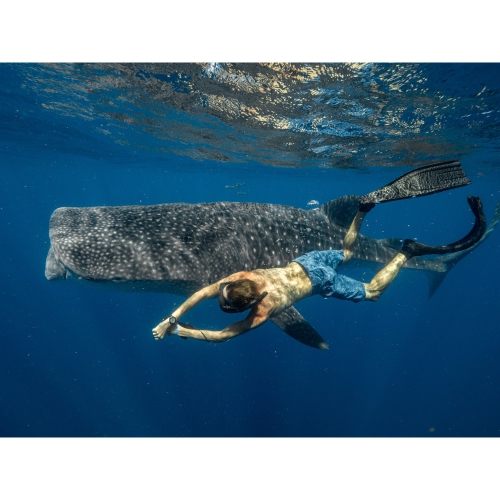 Citizen Mens Promaster Dive Automatic Automatic Watch 44mm Black Stainless Steel Case and Bracelet with Yellow Dial