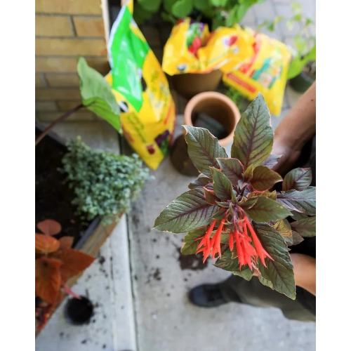 Miracle-Gro Potting Mix 8.8L | Indoor & Outdoor Gardening Soil | Nutrient-Rich Blend