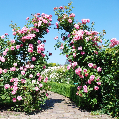 Gymax Metal Garden Arch 7.9 FT Backdrop Stand for Various Climbing Plants Party Black