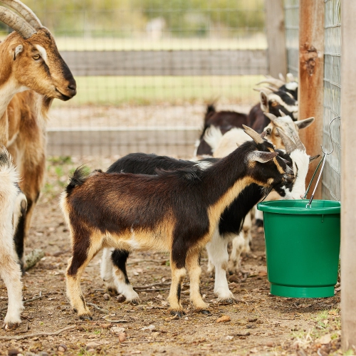 Farm Innovators 3 Gal Flat Back Plastic Heated Bucket, 70 Watt, Green