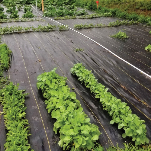 DeWitt Sunbelt Woven Weed Barrier Landscape Fabric, 6 Foot x 300 Foot