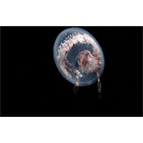 Blue Planet:Seas of Life: Special Edition [DVD]