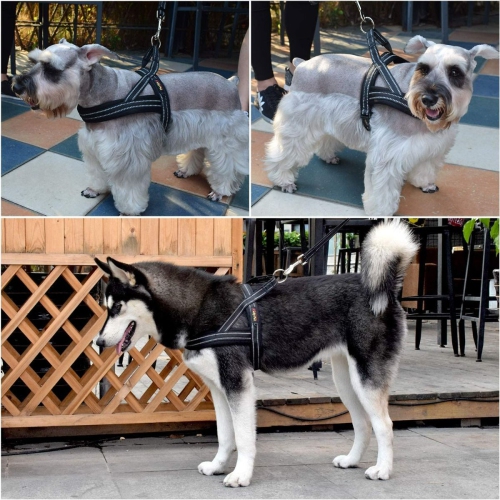 Harnais noir moyen sans poignée pour animal de compagnie avec courroies réfléchissantes