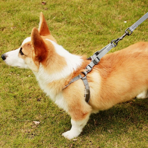 Collier confortable réglable en bambou pour chiens de petits chats et chiots