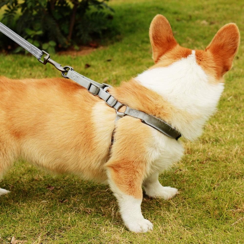 Collier confortable réglable en bambou pour chiens de petits chats et chiots