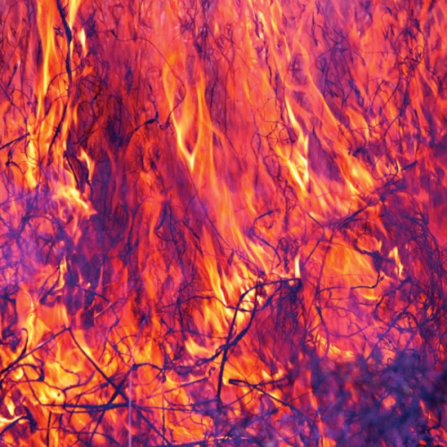 Korallreven - As Young As Yesterday [Import] - (Canada - Import) - [Vinyl]