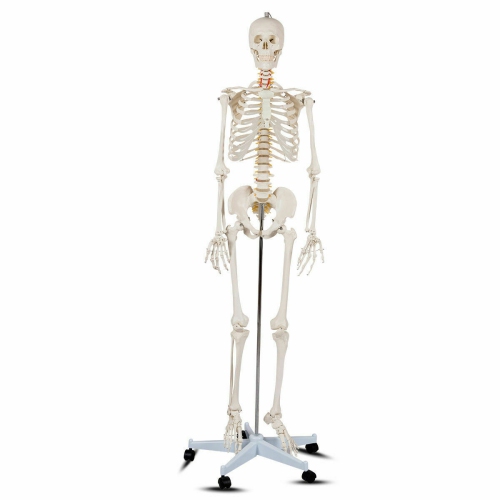 Costway 70.8" Life Size Skeleton Model, with Roller Stand, 2 Casters with Brake, Removable Parts, Anatomical Poster and Dust Cover, Human Skeleton Mo