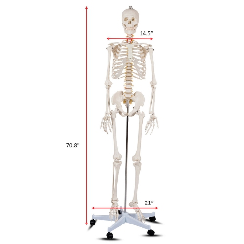 Costway 70.8" Life Size Skeleton Model, with Roller Stand, 2 Casters with Brake, Removable Parts, Anatomical Poster and Dust Cover, Human Skeleton