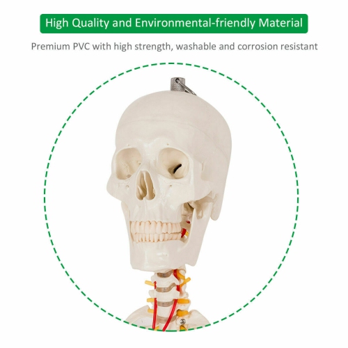 Costway 70.8" Life Size Skeleton Model, with Roller Stand, 2 Casters with Brake, Removable Parts, Anatomical Poster and Dust Cover, Human Skeleton