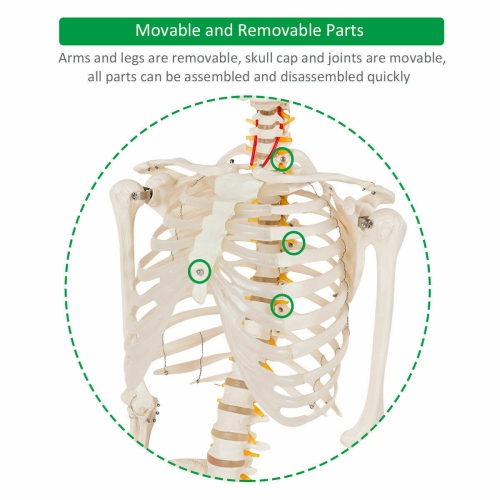 Costway 70.8" Life Size Skeleton Model, with Roller Stand, 2 Casters with Brake, Removable Parts, Anatomical Poster and Dust Cover, Human Skeleton