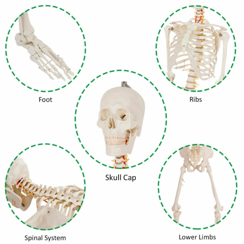 Costway 70.8" Life Size Skeleton Model, with Roller Stand, 2 Casters with Brake, Removable Parts, Anatomical Poster and Dust Cover, Human Skeleton