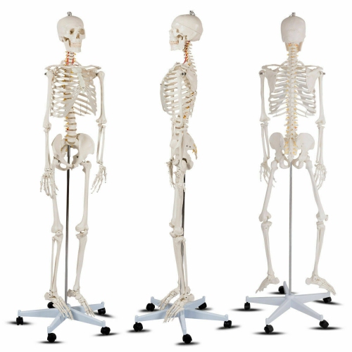 Costway 70.8" Life Size Skeleton Model, with Roller Stand, 2 Casters with Brake, Removable Parts, Anatomical Poster and Dust Cover, Human Skeleton