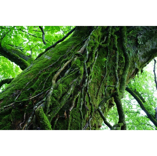 Refurbished - Sony 55mm F1.8 Sonnar T FE ZA Full Frame Prime Lens - Fixed