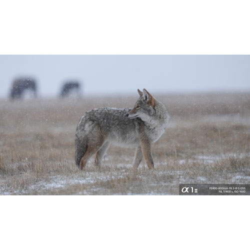 Sony E-Mount FE 400-800mm f/6.3-8 G OSS XD Telephoto Zoom Lens