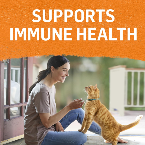 Engrais naturel pour chats Beyond Grain, pâté, emballage varié, 4 saveurs – boîte de 85 g