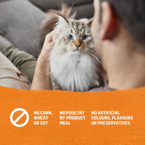 Engrais naturel pour chats Beyond Grain, pâté, emballage varié, 4 saveurs – boîte de 85 g