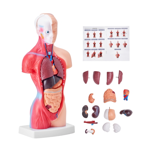 VEVOR 15 Parts 11 inch Human Body Model, Human Torso Anatomy Model Anatomical Skeleton Model with Removable Organs, Educational Teaching Tool for