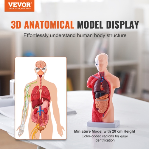 VEVOR 15 Parts 11 inch Human Body Model, Human Torso Anatomy Model Anatomical Skeleton Model with Removable Organs, Educational Teaching Tool for