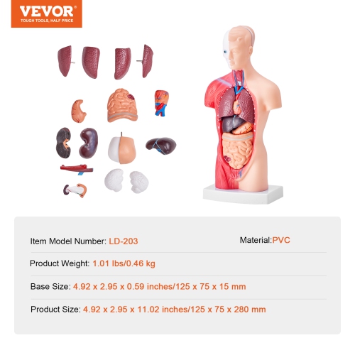 VEVOR 15 Parts 11 inch Human Body Model, Human Torso Anatomy Model Anatomical Skeleton Model with Removable Organs, Educational Teaching Tool for