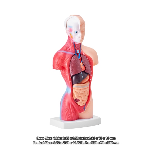 VEVOR 15 Parts 11 inch Human Body Model, Human Torso Anatomy Model Anatomical Skeleton Model with Removable Organs, Educational Teaching Tool for