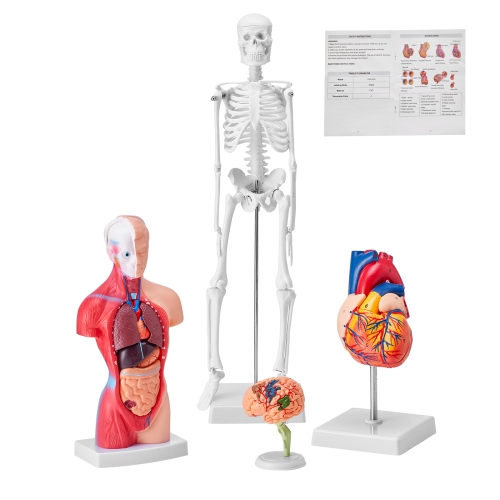Image 1 de 9.. Ensemble de modèles d'anatomie humaine VEVOR 3D, cerveau, corps de torse humain, cœur, squelette, ensemble de 4 modèles, modèles d'étude pratiques
