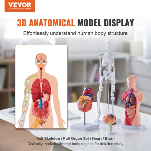 Ensemble de modèles d'anatomie humaine VEVOR 3D, cerveau, corps de torse humain, cœur, squelette, ensemble de 4 modèles, modèles d'étude pratiques