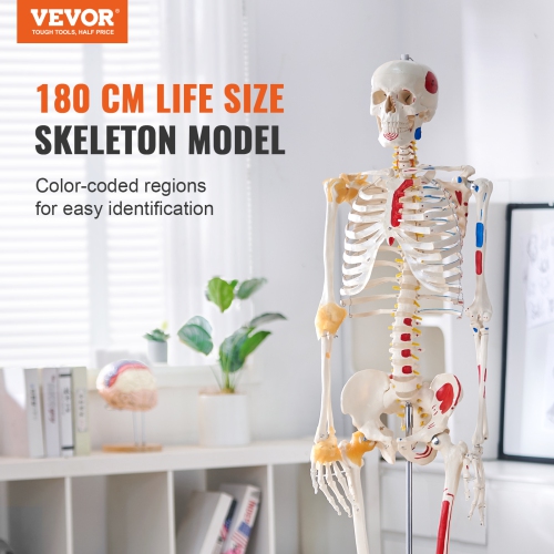 VEVOR 71.65" Human Skeleton Model for Anatomy, Accurate PVC Anatomy Skeleton Model with Ligaments, Movable Arms, Legs & Jaw, with Muscle Origin &