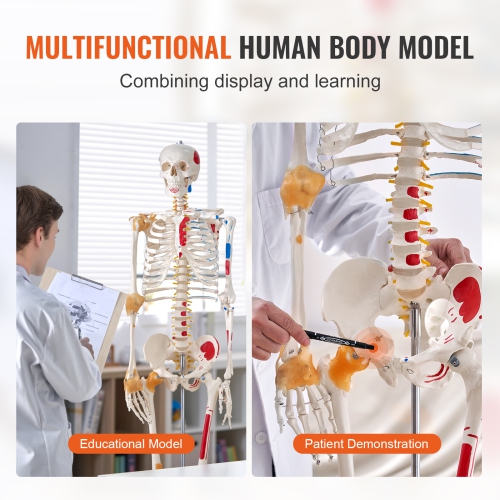 VEVOR 71.65" Human Skeleton Model for Anatomy, Accurate PVC Anatomy Skeleton Model with Ligaments, Movable Arms, Legs & Jaw, with Muscle Origin &