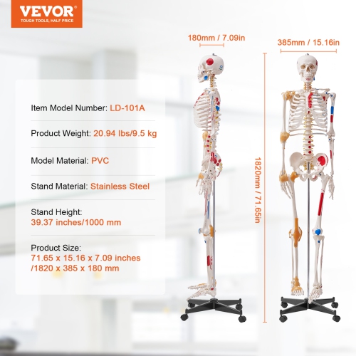 VEVOR 71.65" Human Skeleton Model for Anatomy, Accurate PVC Anatomy Skeleton Model with Ligaments, Movable Arms, Legs & Jaw, with Muscle Origin &