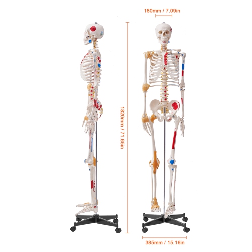 VEVOR 71.65" Human Skeleton Model for Anatomy, Accurate PVC Anatomy Skeleton Model with Ligaments, Movable Arms, Legs & Jaw, with Muscle Origin &