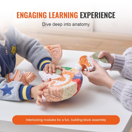 VEVOR 2X Human Brain Model Anatomy, Life-Size 4-Part Human Brain Anatomical Model with Labels & Display Base, Color-Coded Detachable Brain Model for