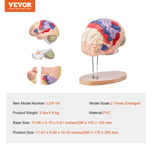 VEVOR 2X Human Brain Model Anatomy, Life-Size 4-Part Human Brain Anatomical Model with Labels & Display Base, Color-Coded Detachable Brain Model for