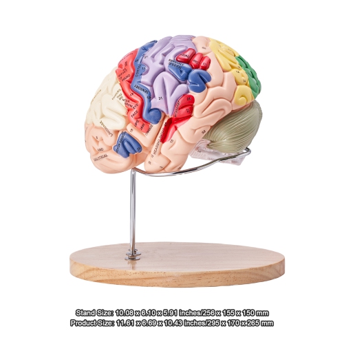 VEVOR 2X Human Brain Model Anatomy, Life-Size 4-Part Human Brain Anatomical Model with Labels & Display Base, Color-Coded Detachable Brain Model for