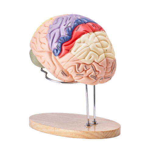 VEVOR 2X Human Brain Model Anatomy, Life-Size 4-Part Human Brain Anatomical Model with Labels & Display Base, Color-Coded Detachable Brain Model for