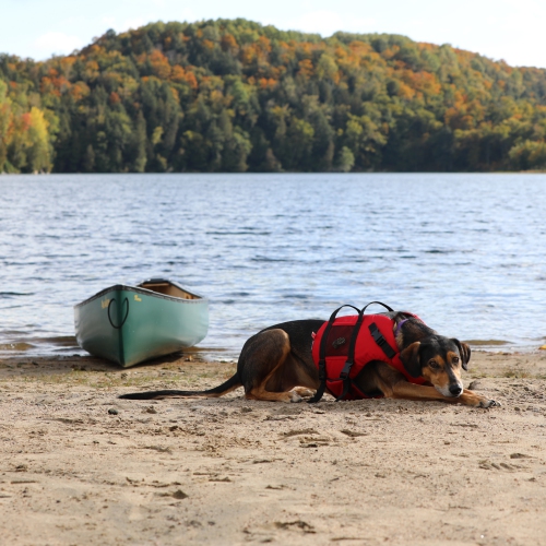 Salus – Gilet pour chien Skippy PFD, rouge