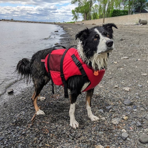 Salus – Gilet pour chien Skippy PFD, rouge