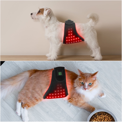 Ceinture de luminothérapie infrarouge rouge pour soulager la douleur des animaux de compagnie pour chiens soulagent les douleurs articulaires et