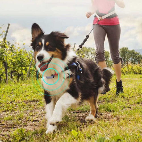 Pet Locator GPS Tracker Cat and Dog Anti-lost Tracking Collar Waterproof Beidou Hound Monitor Removable Anti-lost Collar GPS Tracker, Fully