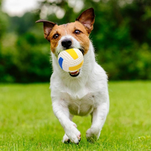Pet Teeth Grinding Artifact Latex Bite-Resistant Football Sounding Toy Designed for Small Dogs Anti-Suffocation Safety Material