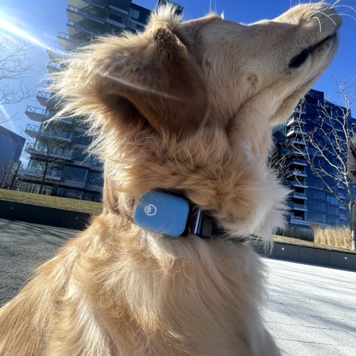 Queva Health+Behavior V1 Smart Dog Tracker, Blue