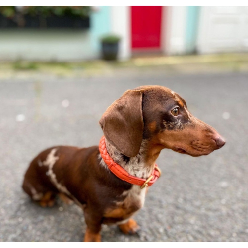 Laisse en cuir tressé pour chien collier chien chien marchant corde laisse pour chiens petits et moyens - orange ambre M+ (laisse 120&nbsp;cm)