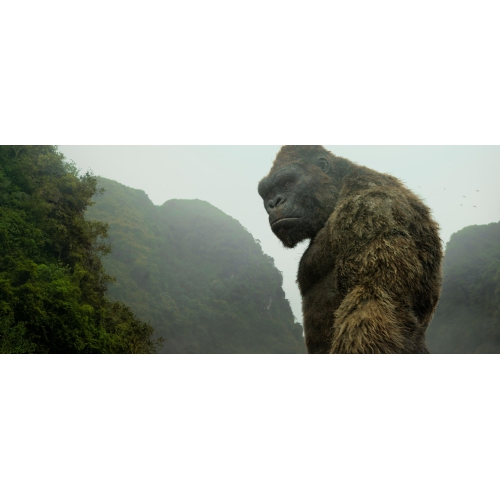Kong: Skull Island [DVD]