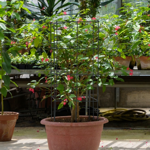 Gymax 8 Pack Tomato Cages Garden Cages Stakes Plant Trellis 16'' x 16'' x 39''